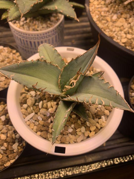 第一ネット アガベ チタノタ フィッシュテール 希少株 植物/観葉植物 インテリア・住まい・小物¥9,000-bordarebrincar.com.br 第一ネット アガベ チタノタ フィッシュテール 希少株 植物/観葉植物 インテリア・住まい・小物¥9,000-bordarebrincar.com.br