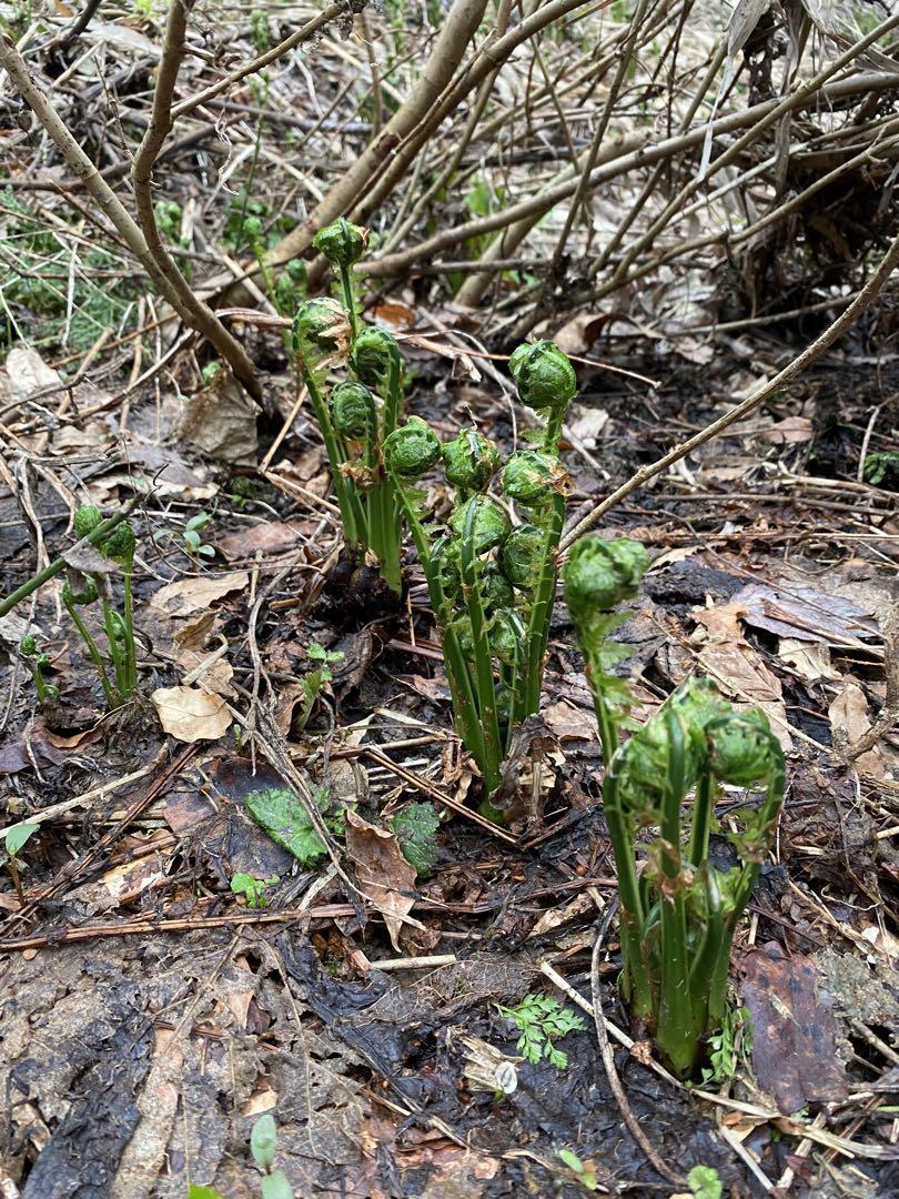 山菜　こごみ　新潟県産　採れたて新鮮発送