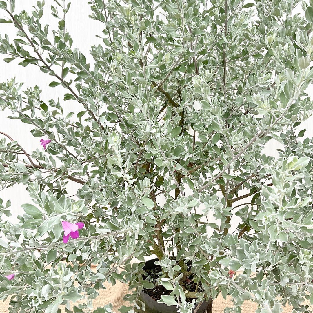 レウコフィルム