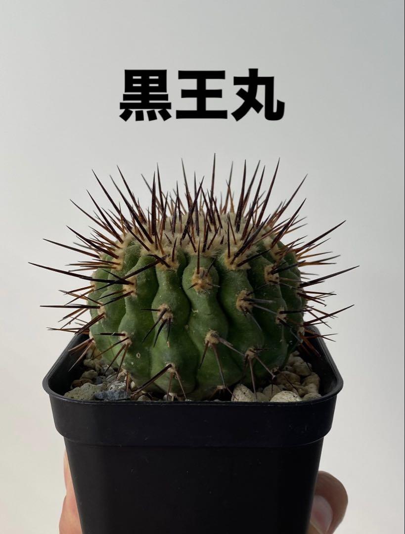 ユーフォルビア　極太アルバ　カキコ苗 ユーフォルビア 極太アルバ カキコ苗