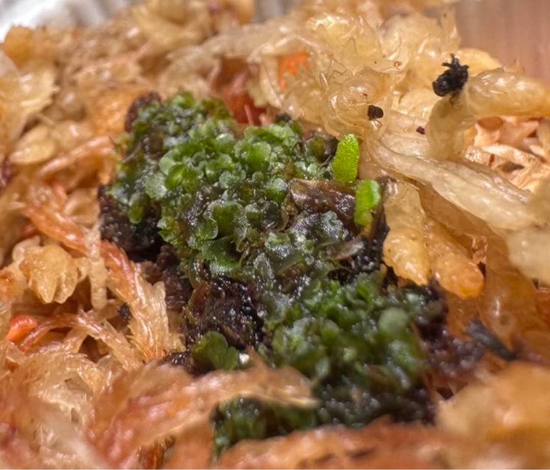 ビカクシダ ripples 波紋 胞子培養株3 www.alberobello.se