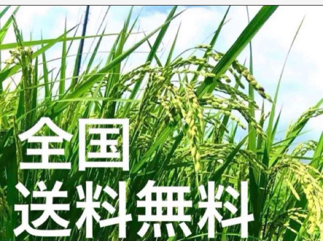 ✳️農薬不使用・化学肥料不使用・無添加・有機・光選別✳️6年ハツシモ 10.15キロ