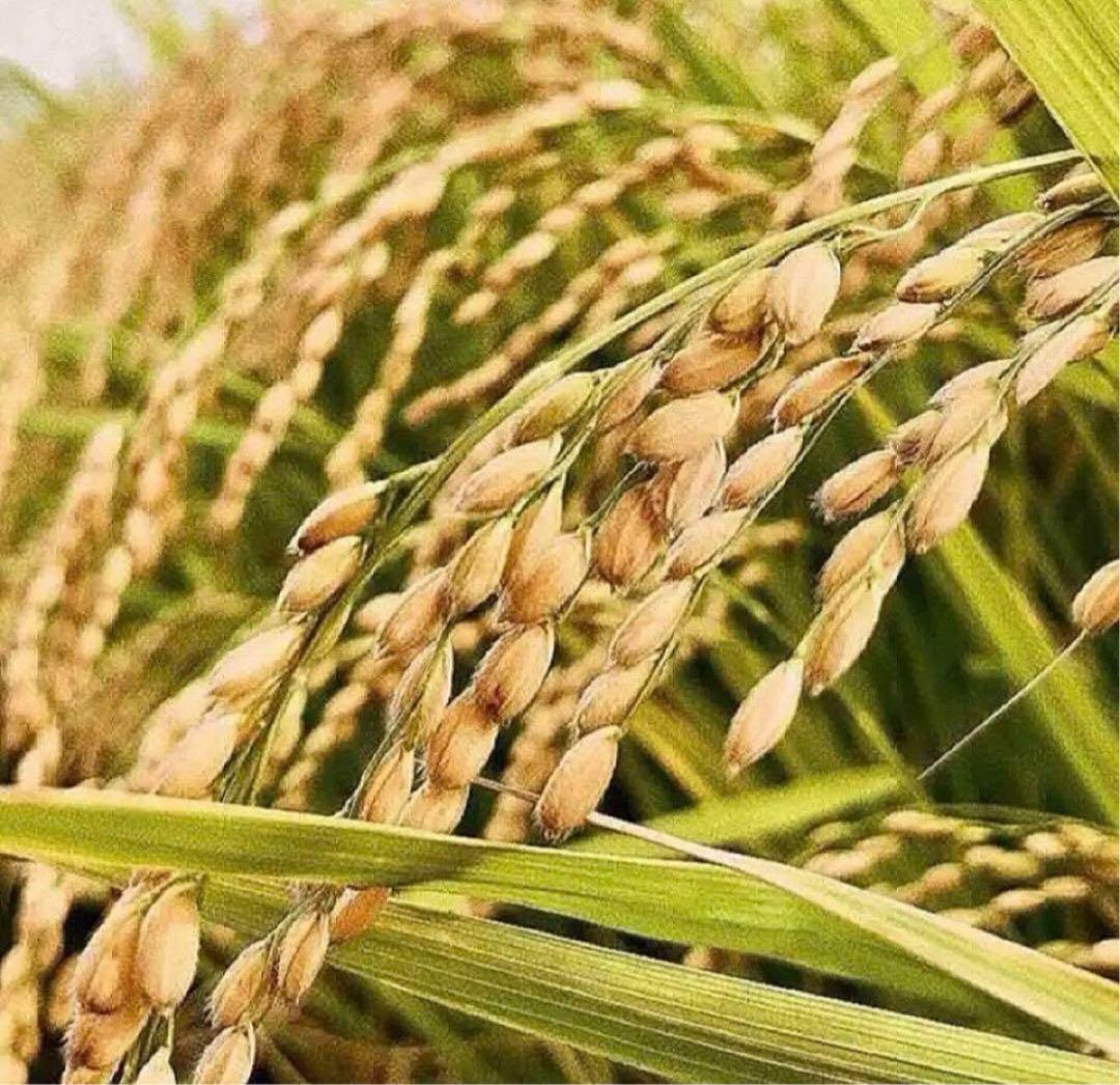 ✳️農薬不使用・化学肥料不使用・無添加・有機・光選別✳️6年ハツシモ 10.15キロ