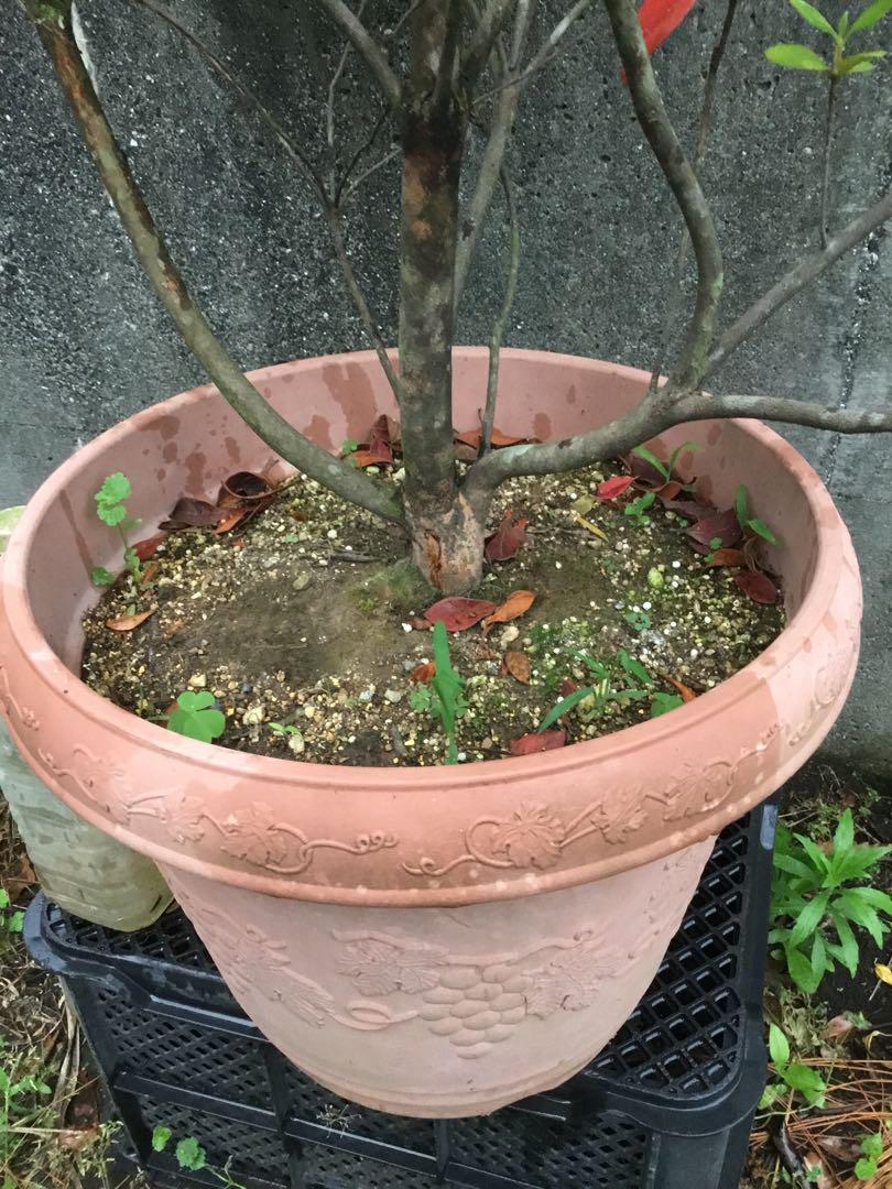 ケラマツツジ　１００センチ