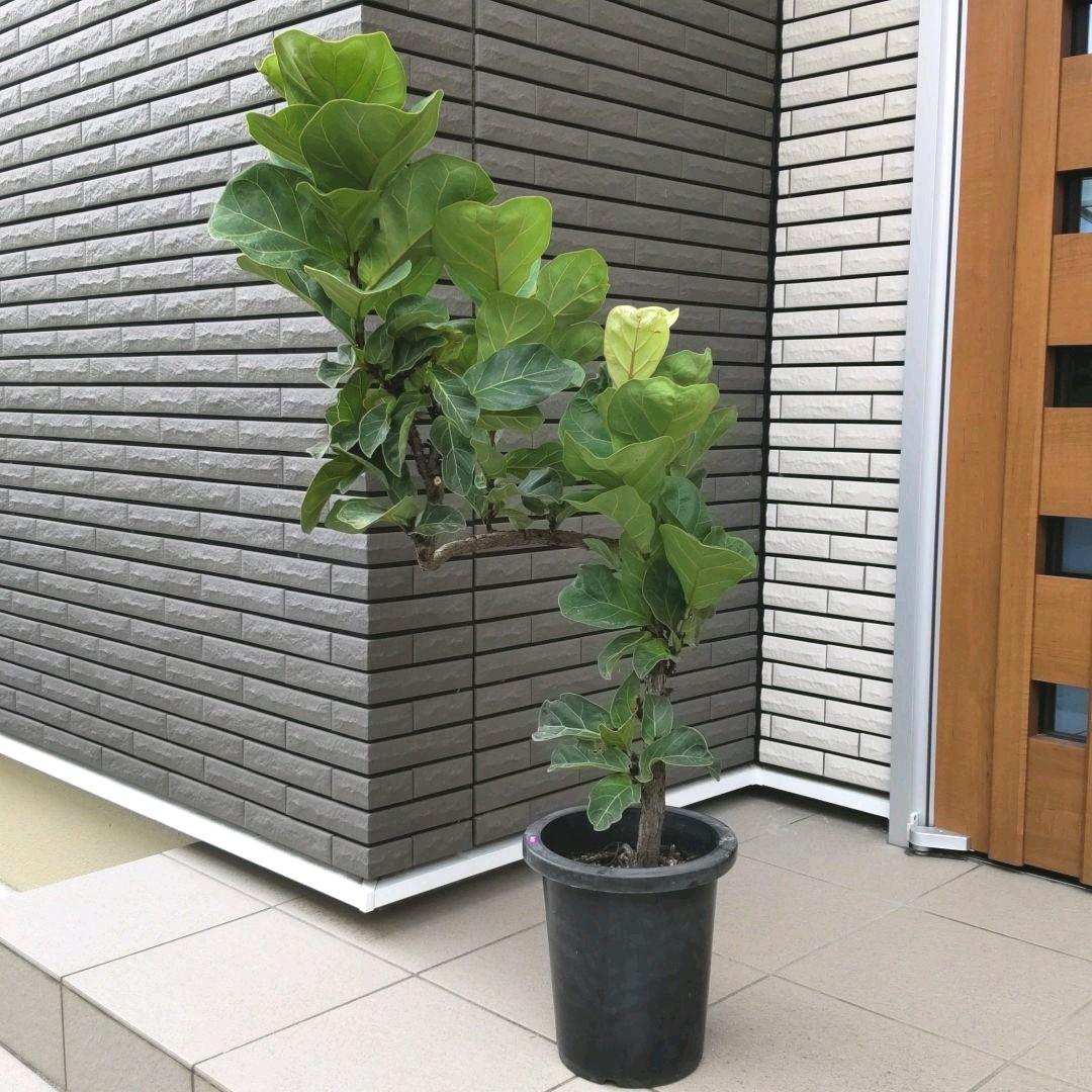 【現品】観葉植物 カシワバゴム バンビーノ ８号鉢
