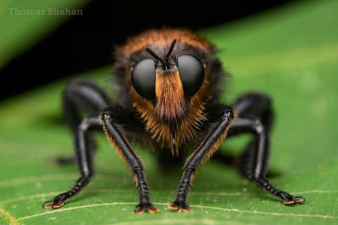 LAOWA 100mm F2.8 2X Ultra Macro APO | provinteccr.com