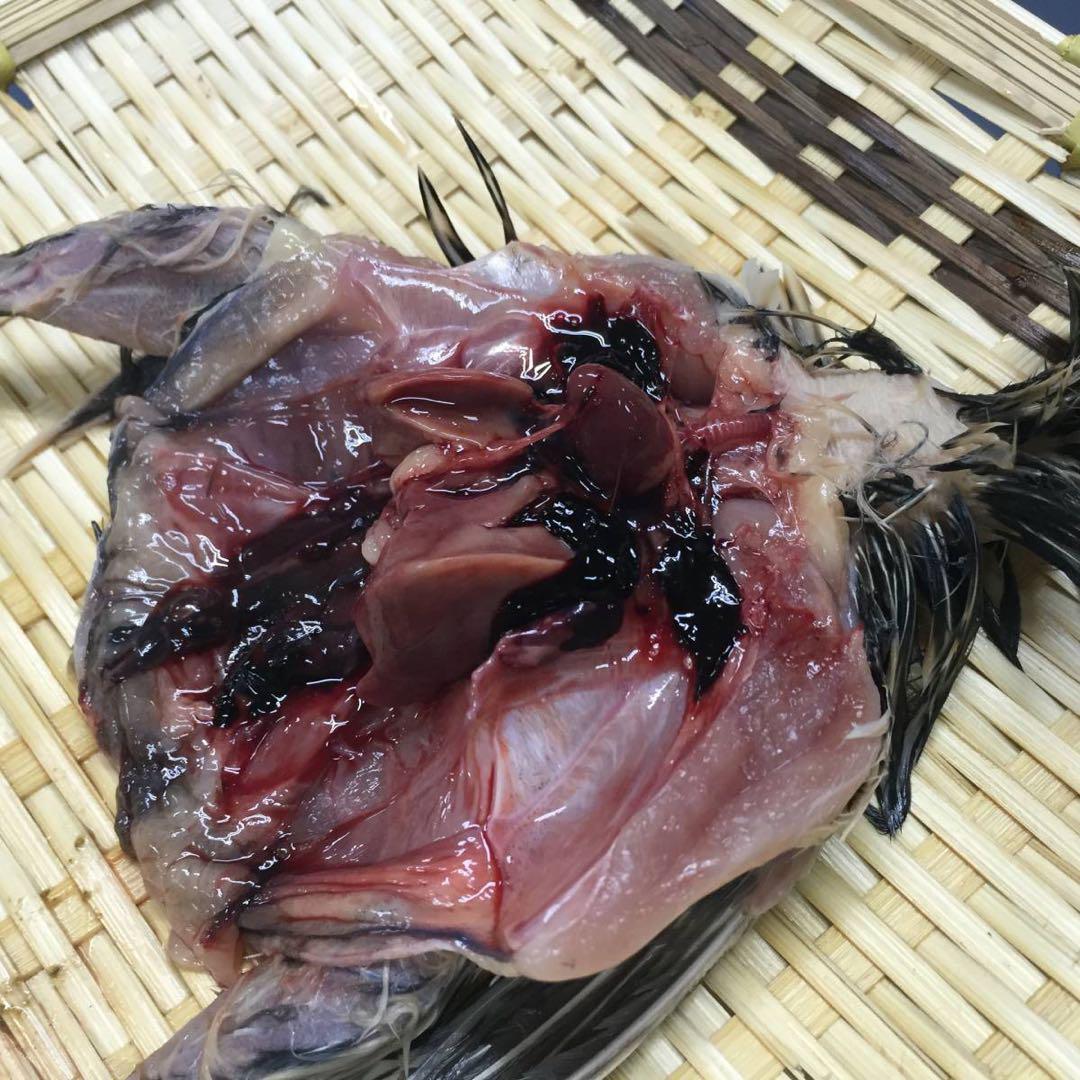 【無薬】猛禽類・爬虫類などに！！北海道産　冷凍ウズラ 100羽【未処理】 無薬】猛禽類・爬虫類などに！！北海道産 冷凍ウズラ 100羽【未