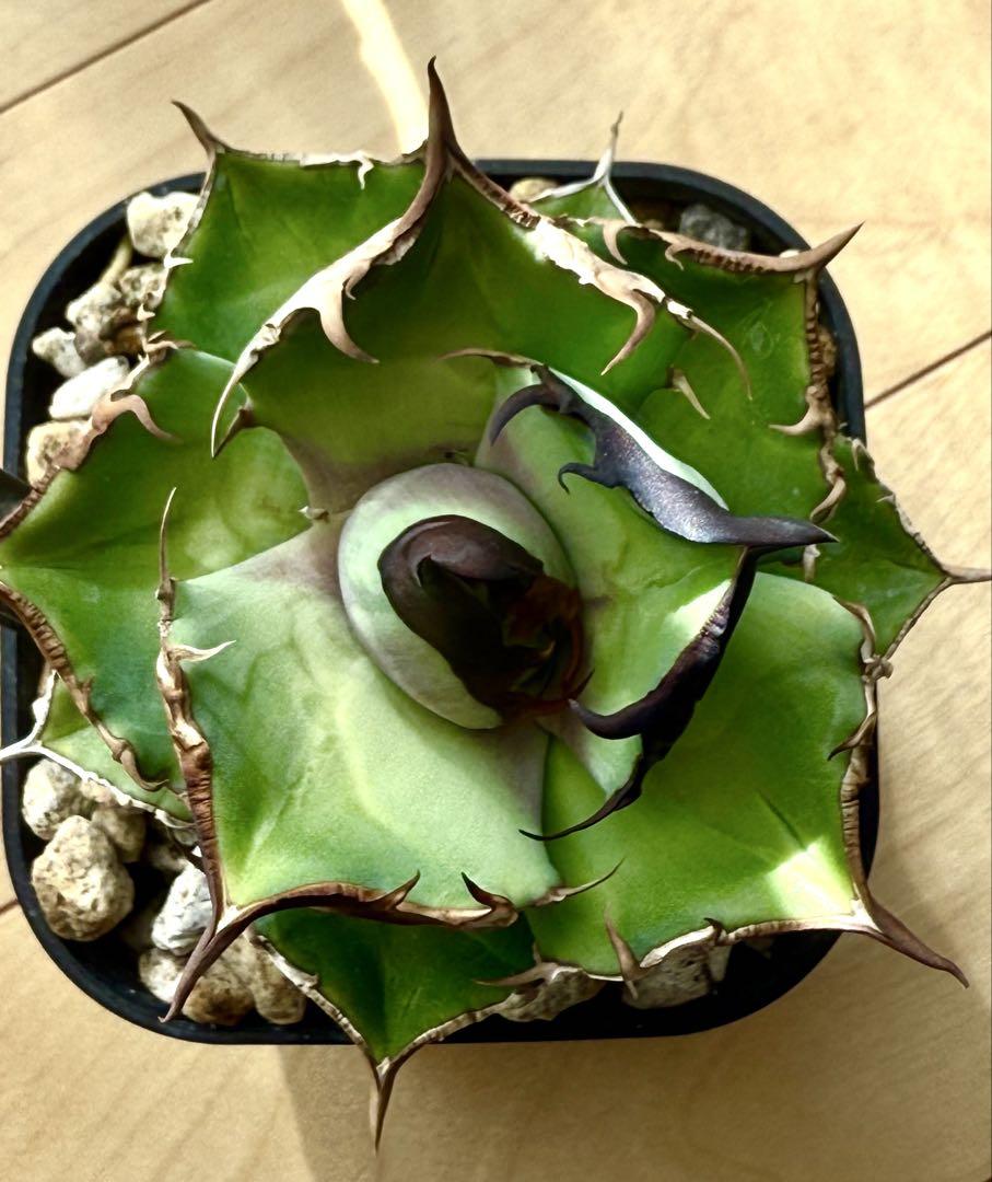 Agave 白犀牛③ OC子株