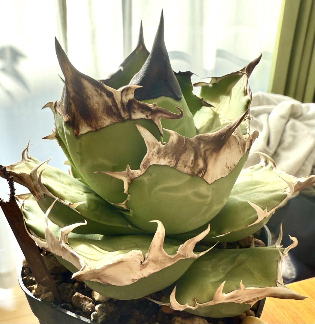 Agave 白犀牛③ OC子株