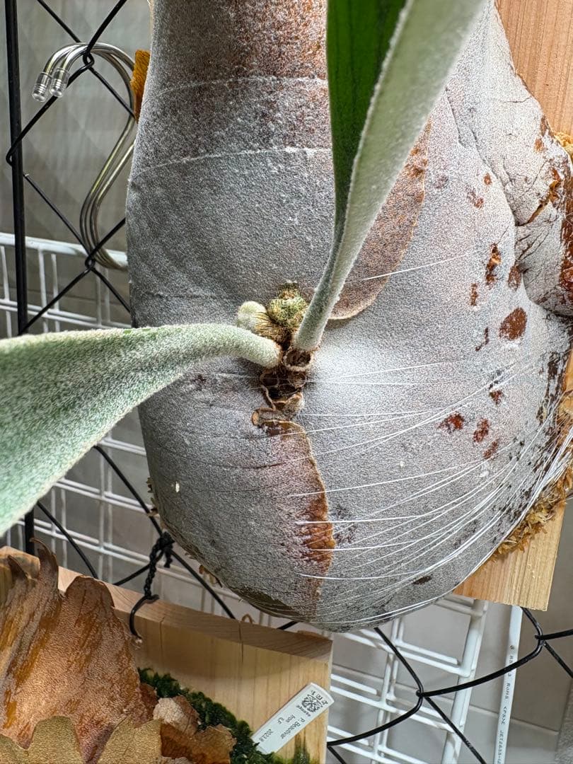 P.Pewchan 親日曜日までです目立った傷や汚れなし