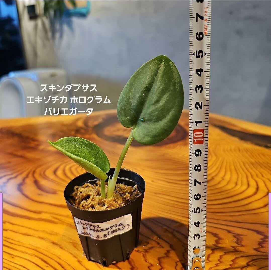 おまけ付き♪2株セット【スキンダプサス エキゾチカホログラムバリエガータ】発根済