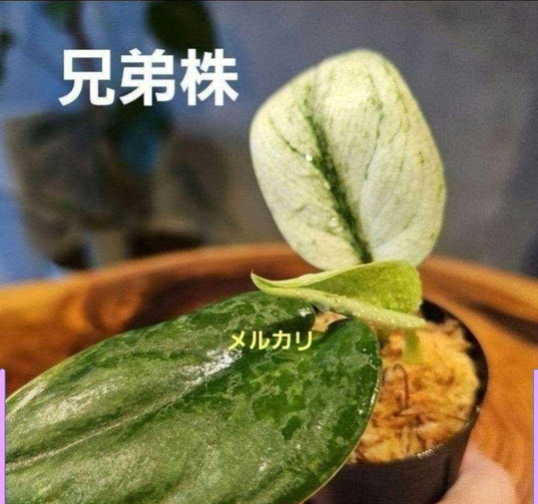 おまけ付き♪2株セット【スキンダプサス エキゾチカホログラムバリエガータ】発根済