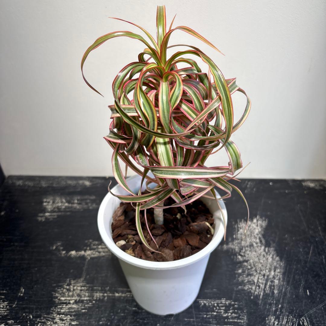 ドラセナ キュンティ 5号鉢 良形の充実株 ドラセナ キュンティ 5号鉢 良形の充実株