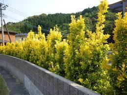 黄金マサキ10本セット80cm～100cm生け垣に
