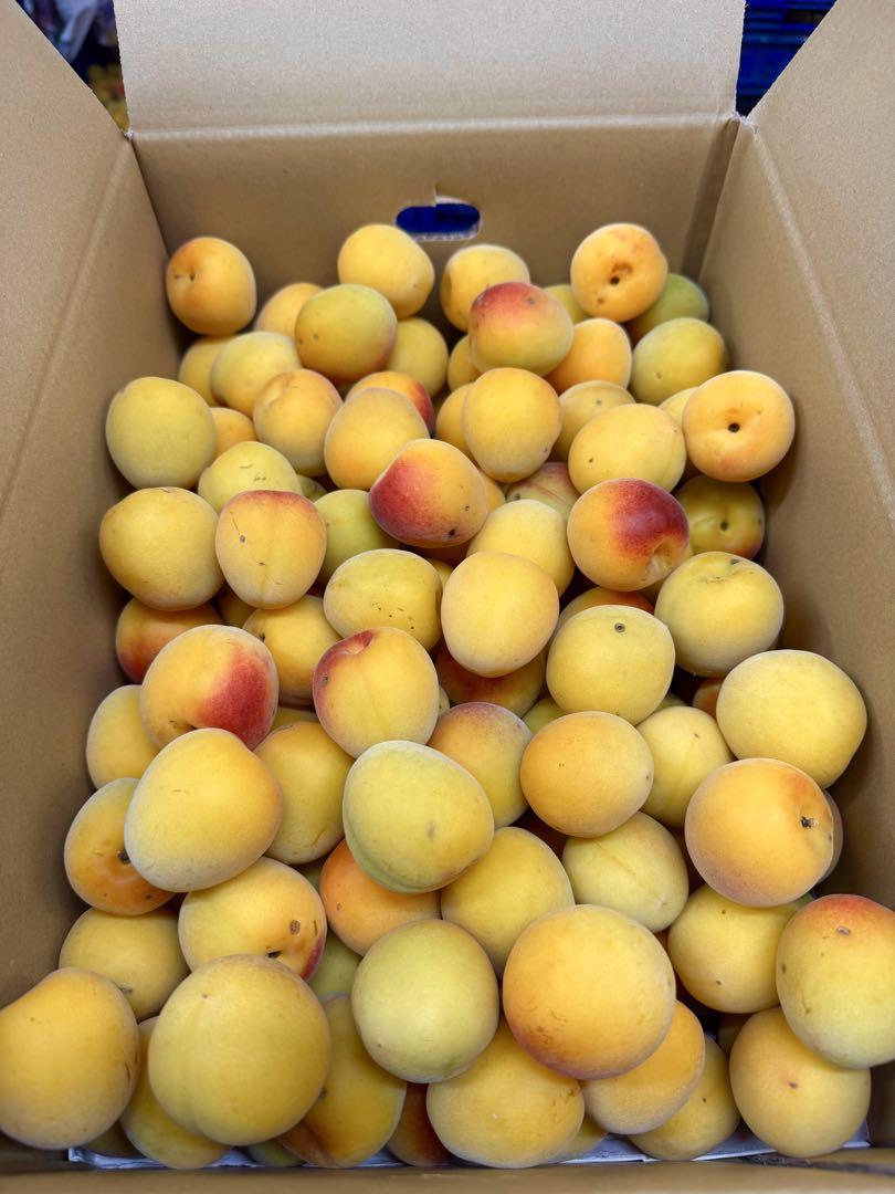 1日6箱限定‼️木熟南高梅　大玉傷あり3L2Lサイズ　5kg みかんキング