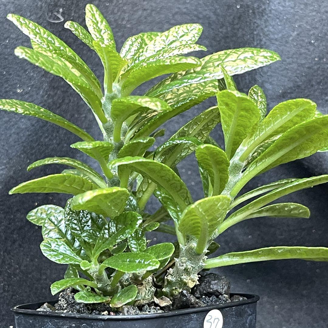 37【塊根植物】ドルステニア ギガス 国内 実生 ドルステニアギガス