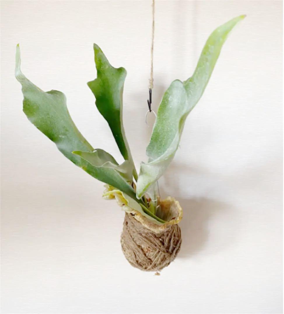 観葉植物 コウモリラン苔玉 吊り下げ苔玉 ハンギング Ael Af