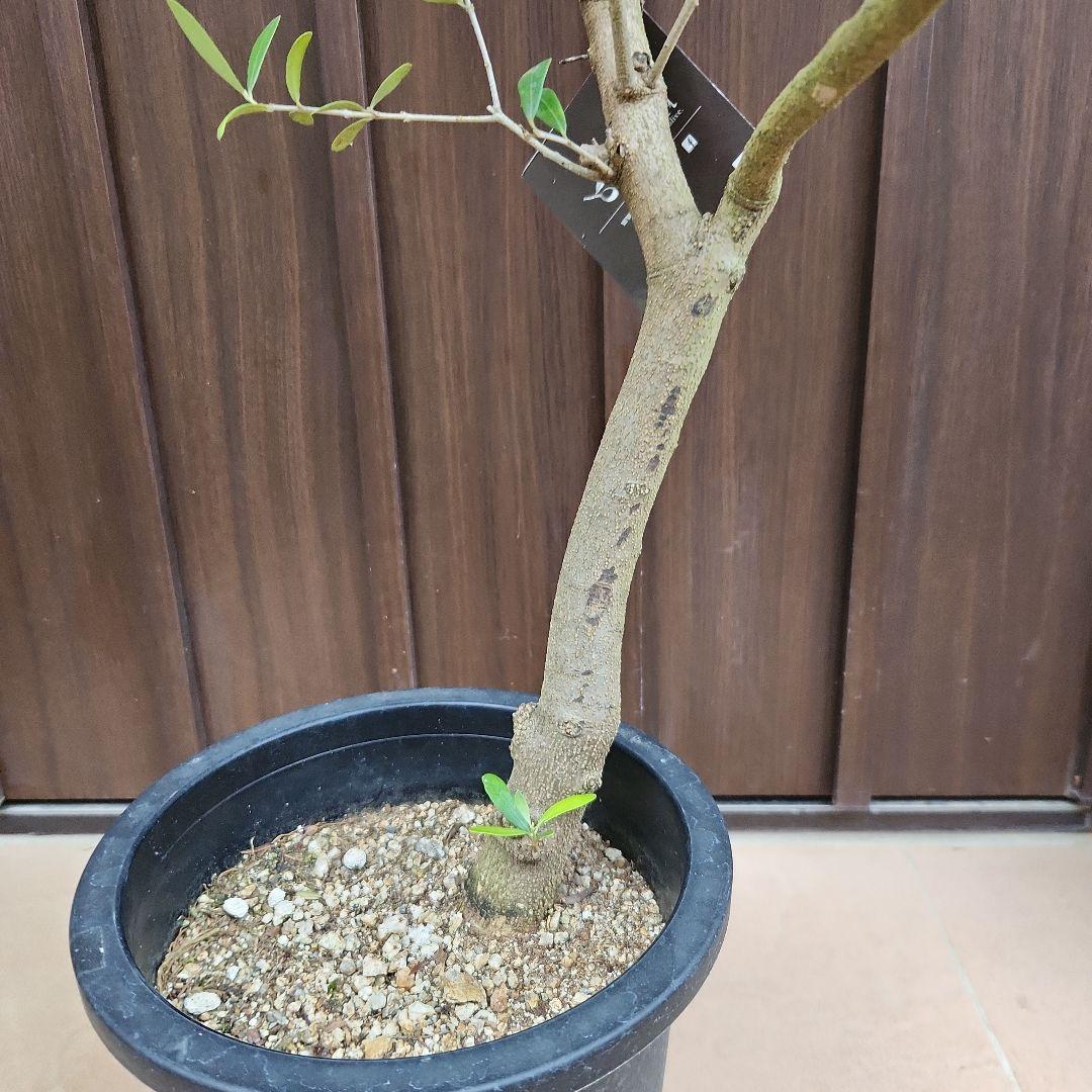 souju 創樹 オリーブ ネバディロブランコ 鉢植え 苗木 ボリューム株美樹形 souju 創樹 オリーブ ネバディロブランコ 鉢植え 苗木 ボリューム株美樹形