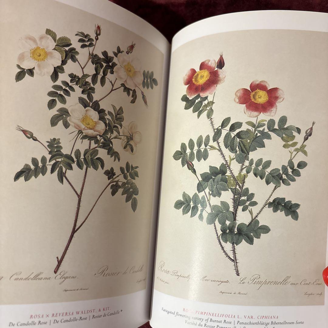 56①Redoute's Rosesバラ画集　洋書古書　ボタンニカルアート 56⑨Redoute's Rosesバラ画集 洋書古書 ボタンニカルアート