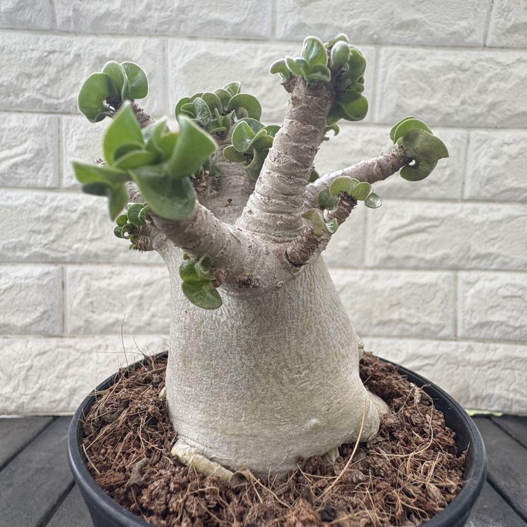 Amazon.co.jp: アデニウム ドーセットホーン 獅子葉 塊根植物
