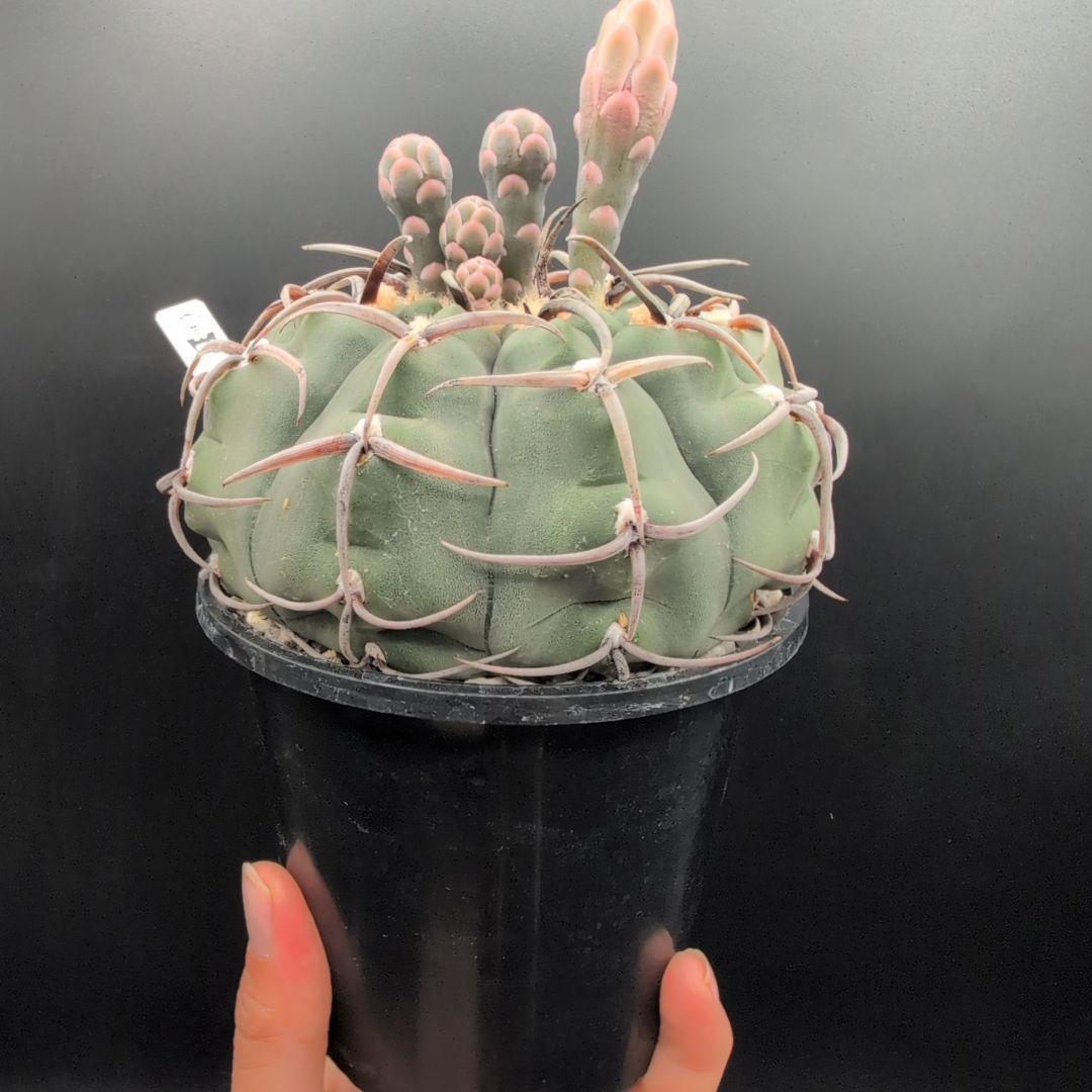 C.バッテリー 狂刺 スーパー実生 鉢植えメルカリ便送料込み 狂刺 スーパー バッテリー 実生 太刺 鉢植えメルカリ便送料込み