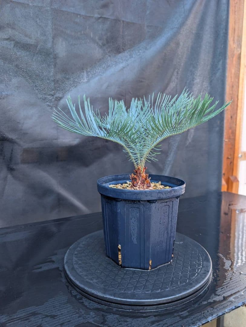 11/5まで販売 3 サイカス カイルンシアナ 赤肌 オーストラリア産 11/5まで販売 3 サイカス カイルンシアナ 赤肌 オーストラリア産