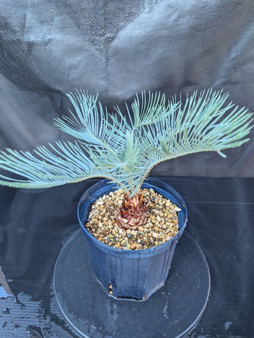 11/5まで販売 3 サイカス カイルンシアナ 赤肌 オーストラリア産 11/5まで販売 3 サイカス カイルンシアナ 赤肌 オーストラリア産