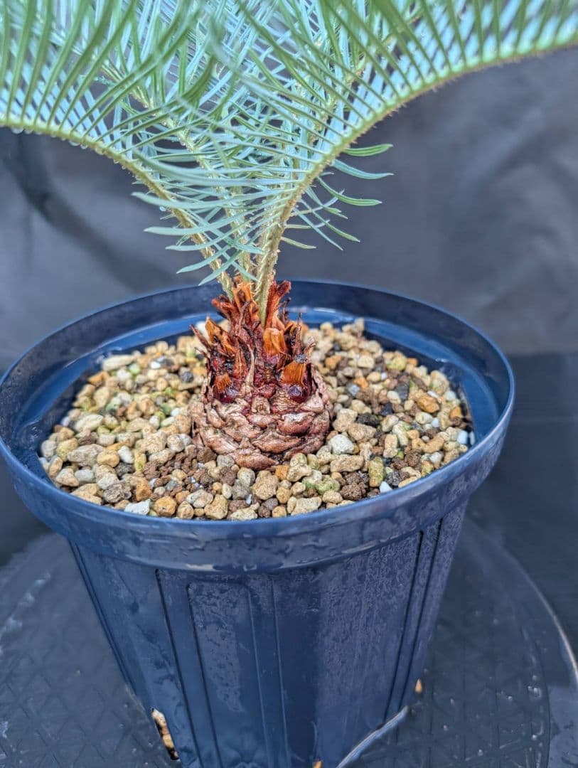 11/5まで販売 3 サイカス カイルンシアナ 赤肌 オーストラリア産 11/5まで販売 3 サイカス カイルンシアナ 赤肌 オーストラリア産