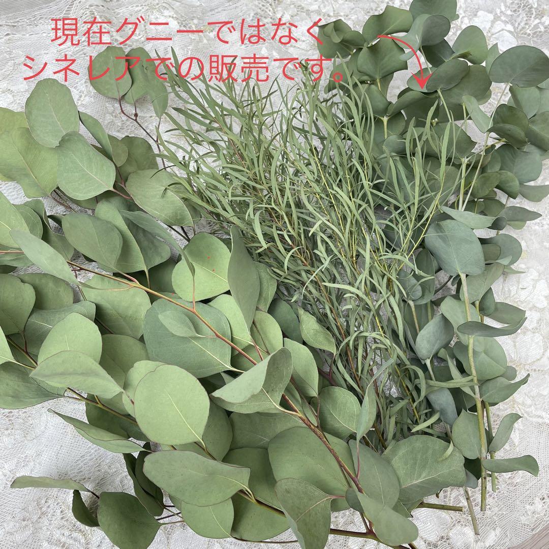 ユーカリ ドライフラワー 15本 - インテリア
