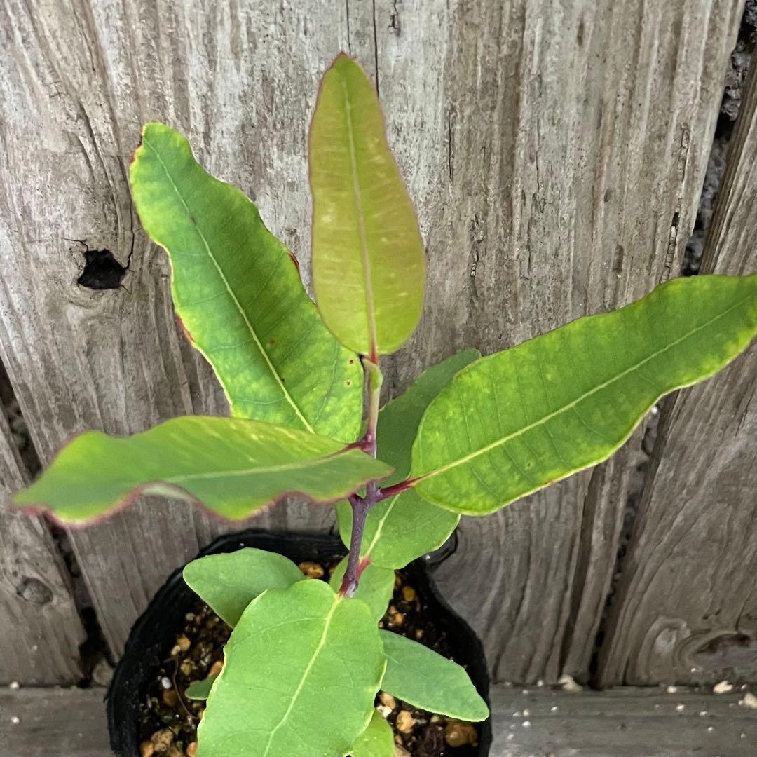 トランペットユーカリ ベルガムナッツ　ポット苗　9センチポット　1苗　小苗