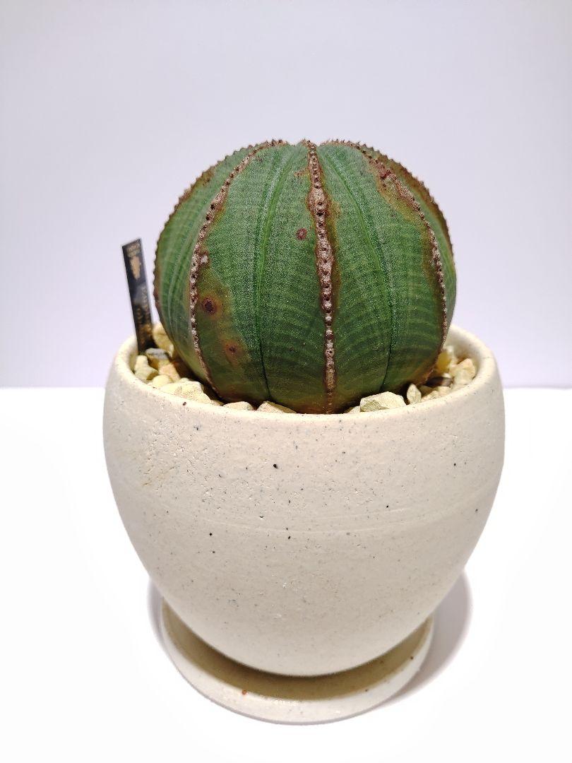 美形 巨大 2株 販売 ユーフォルビア オベサ Euphorbia obesa