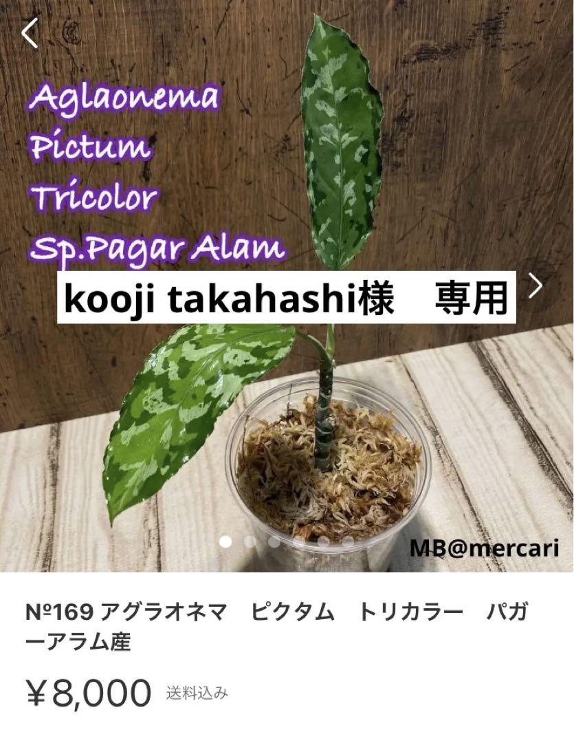 kooji takahashi様 専用 クリアランス正規品 植物/観葉植物 serendib.aero