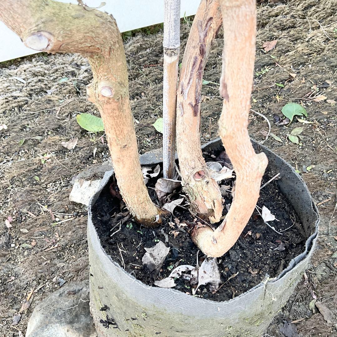 ポポラス 株立ち 729 YUZUMIYA_COM