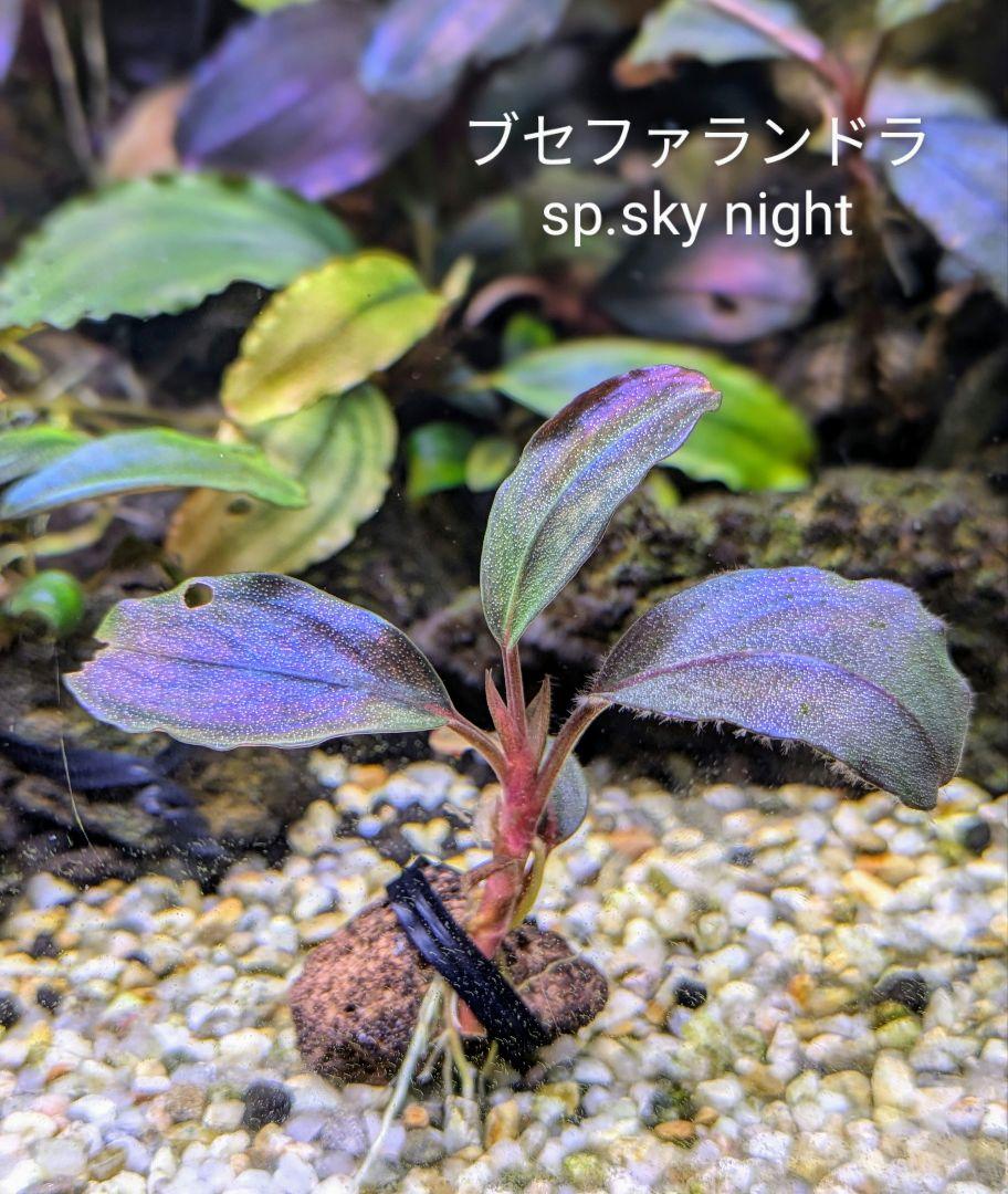 ブセファランドラsp.sky night【完全水中葉】