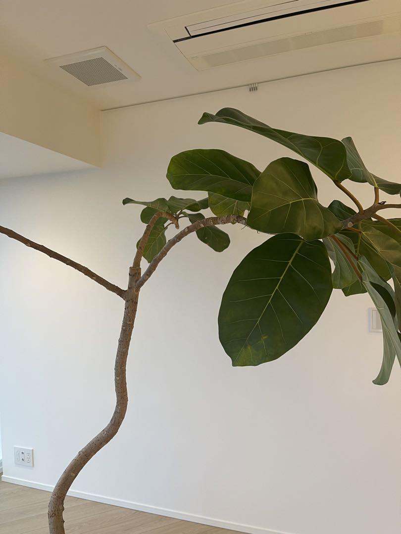 アフリカンプリンス　特大サイズ　美形　極上品　観葉植物