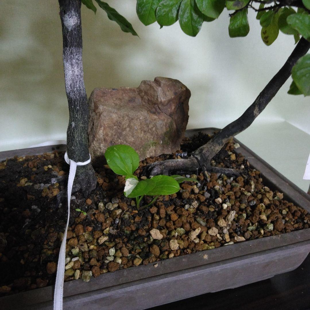 ローヤ柿雄雌寄せ植えです 黒松 赤松 五葉松盆栽目立った傷や汚れなし YUZUMIYA_COM