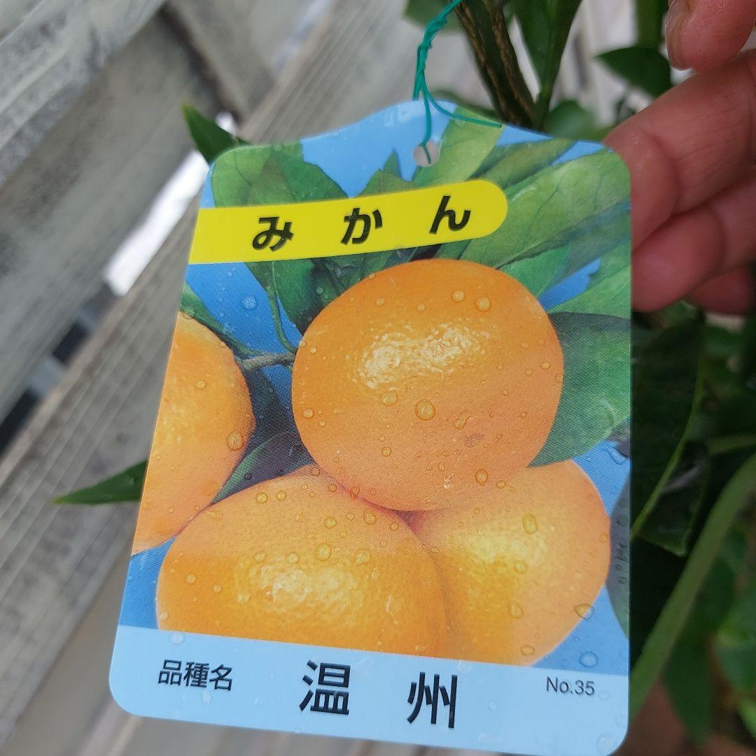 極早生 日南N1 エヌワン 4年生苗木