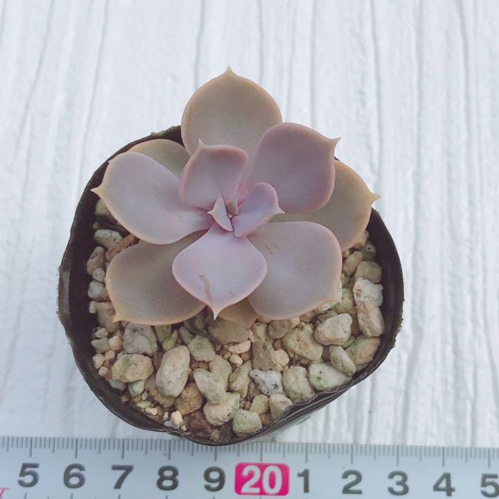 多肉植物パールフォンニュルンベルク(抜き苗)