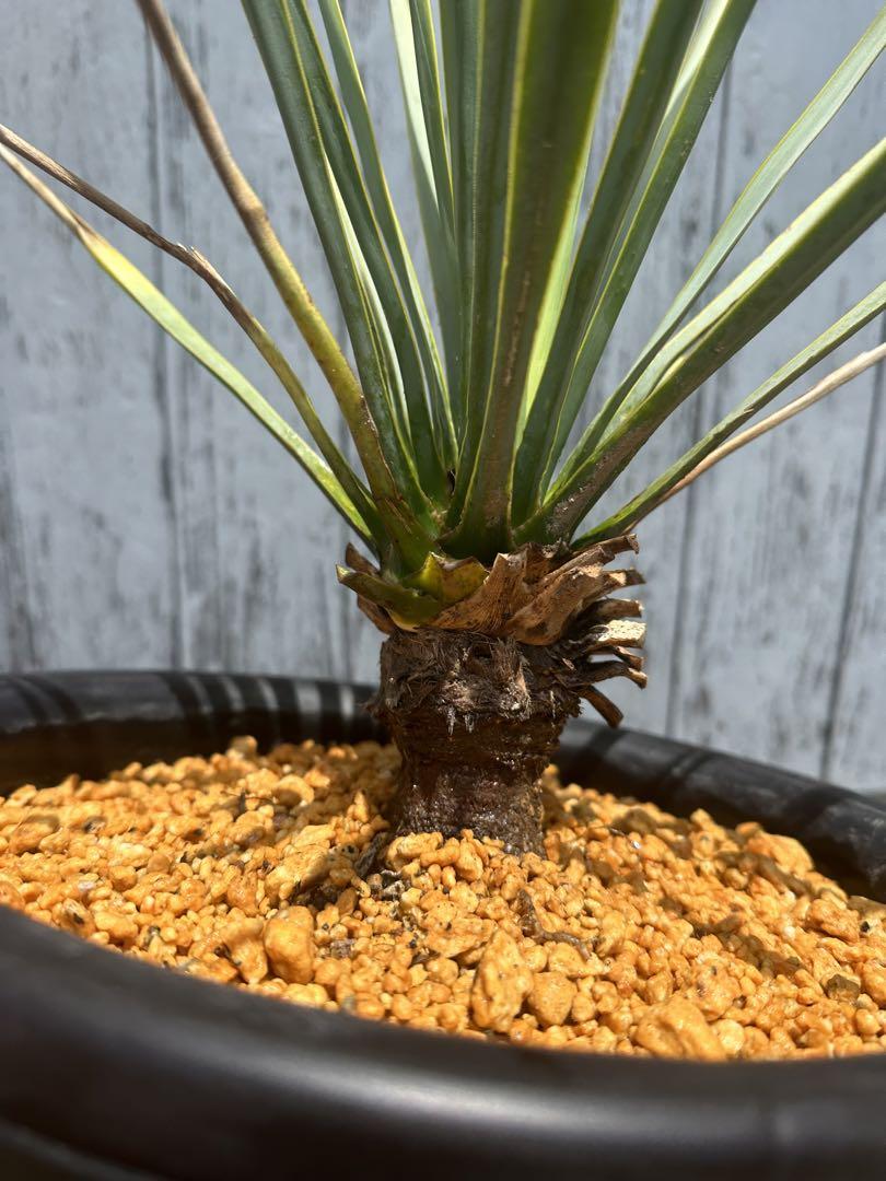 値下げ中❗️ユッカ リギダ 販売 観葉植物