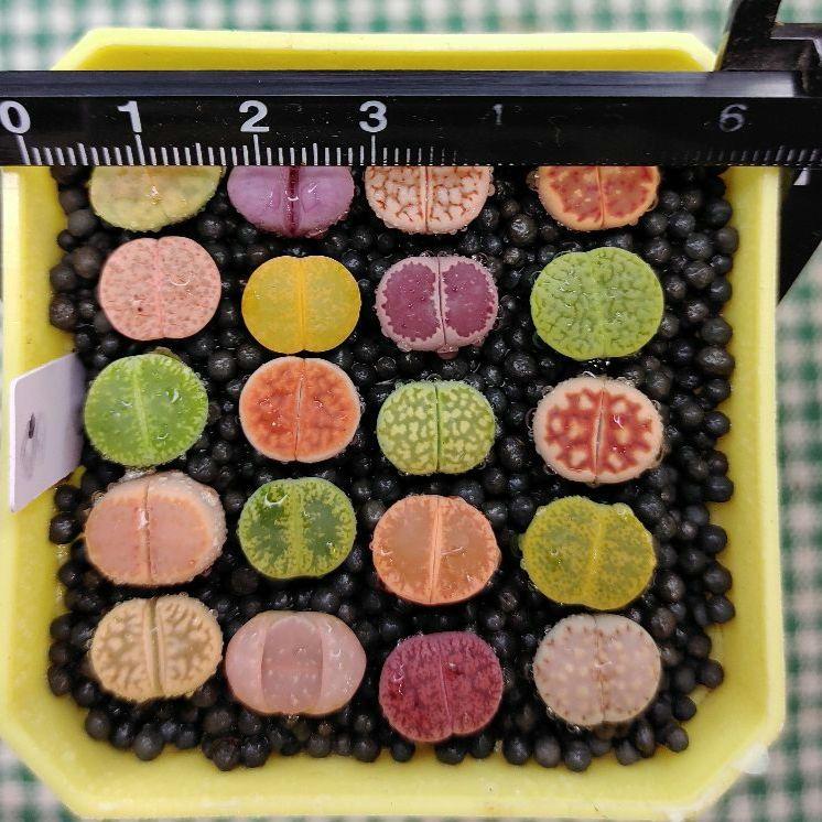 S7、S8、S9、S10、S23　オーダー出品　多肉植物リトープス/コノフィツム