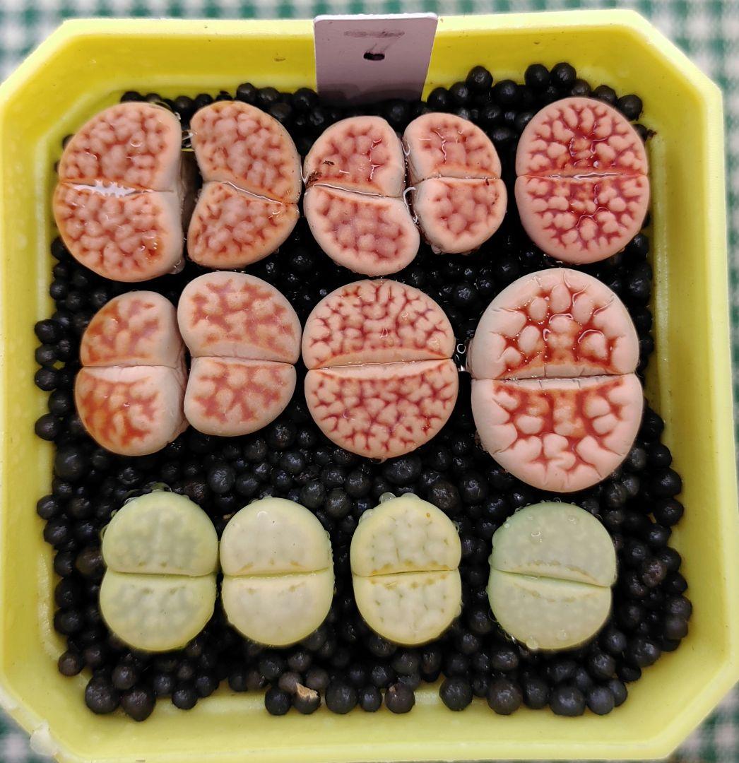 S7、S8、S9、S10、S23　オーダー出品　多肉植物リトープス/コノフィツム