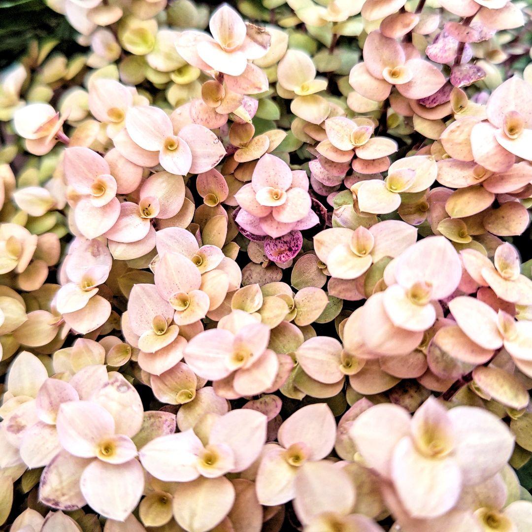 多肉植物 カリシアレペンス カット苗 メルカリ 多肉植物 カリシアレペンス カット苗 メルカリ