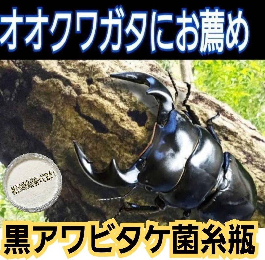 ニジイロクワガタに抜群！黒アワビタケ菌糸瓶【6本セット】特殊アミノ酸強化配合！