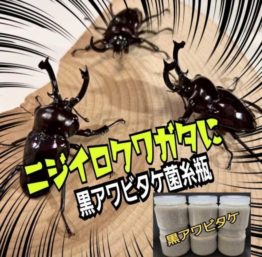 ニジイロクワガタに抜群！黒アワビタケ菌糸瓶【6本セット】特殊アミノ酸強化配合！