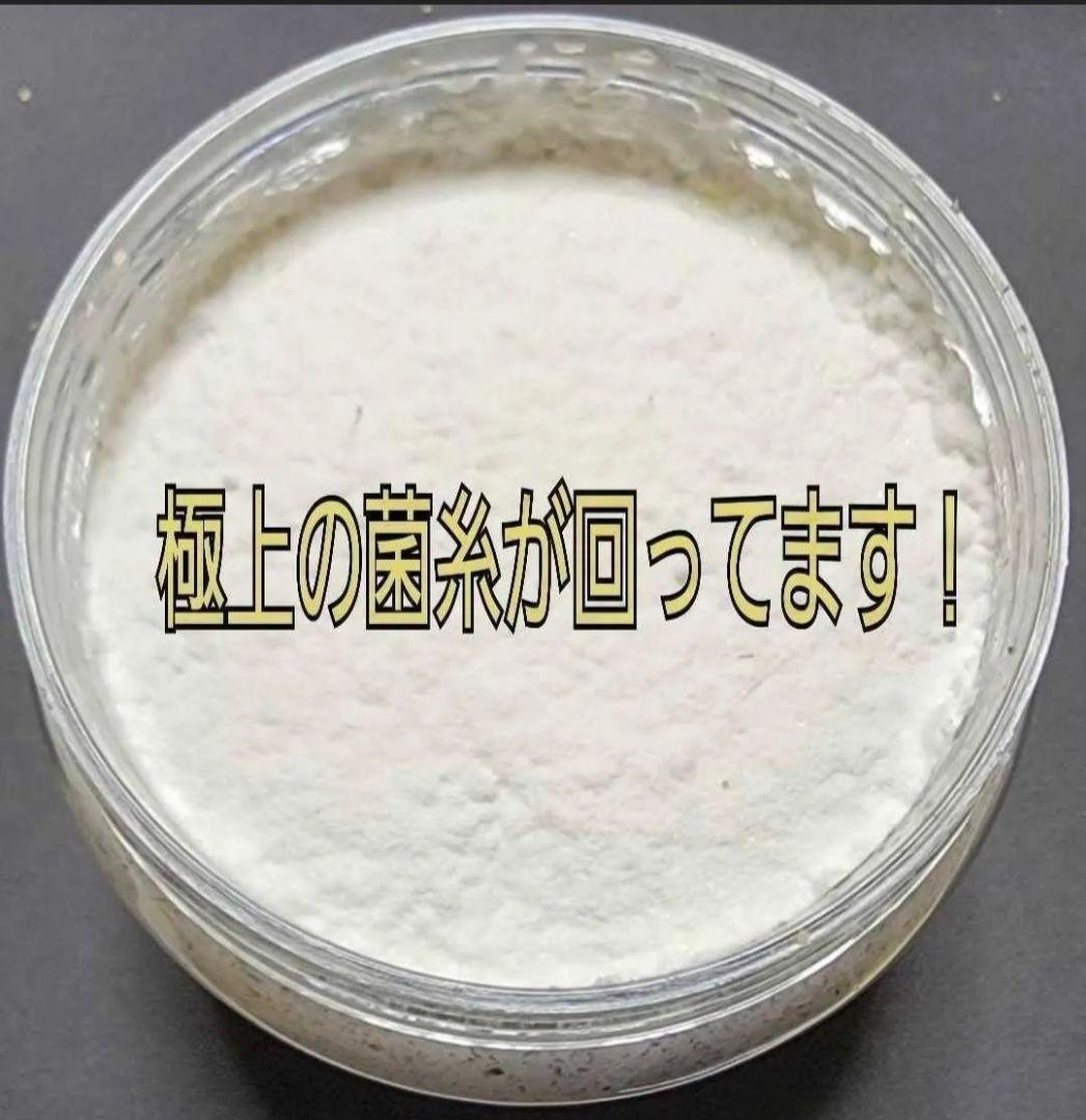 ニジイロクワガタに抜群！黒アワビタケ菌糸瓶【6本セット】特殊アミノ酸強化配合！