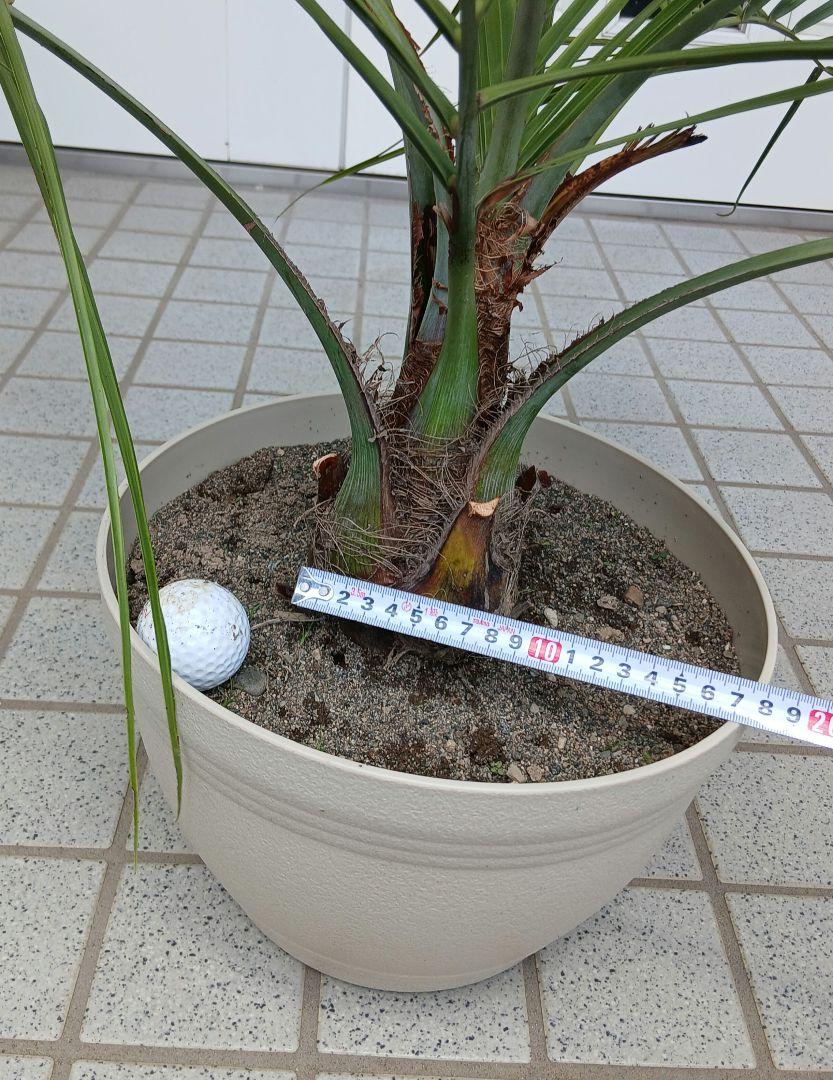 ココスヤシ　高さ鉢底から1m2cm ココスヤシ 高さ鉢底から97cm - メルカリ