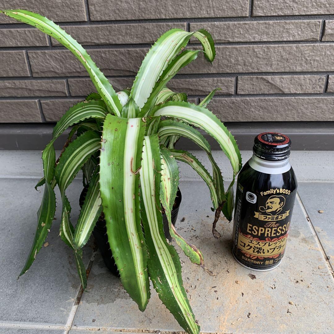 Aechmea Orlandiana Ensign Reverseブロメリア・エアープランツ