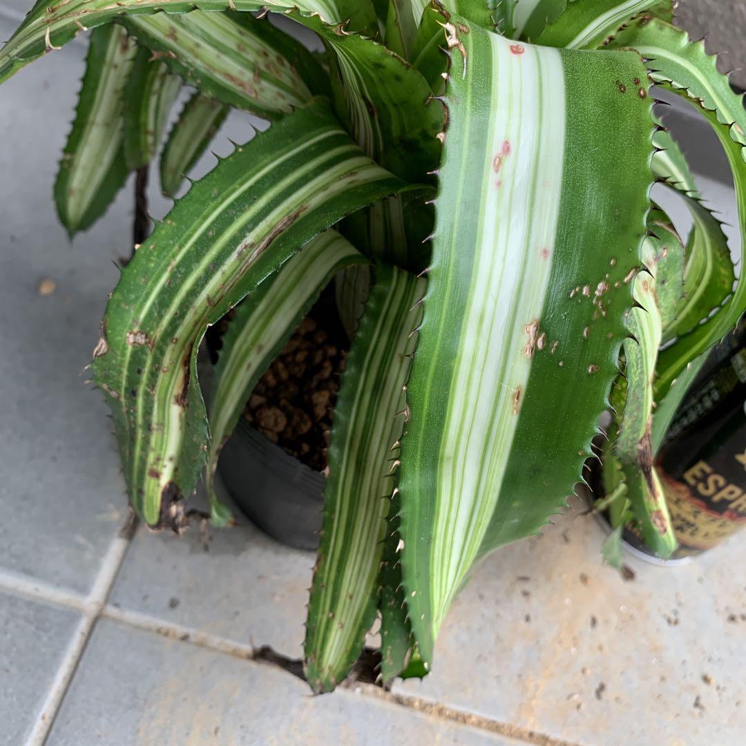 Aechmea Orlandiana Ensign Reverse