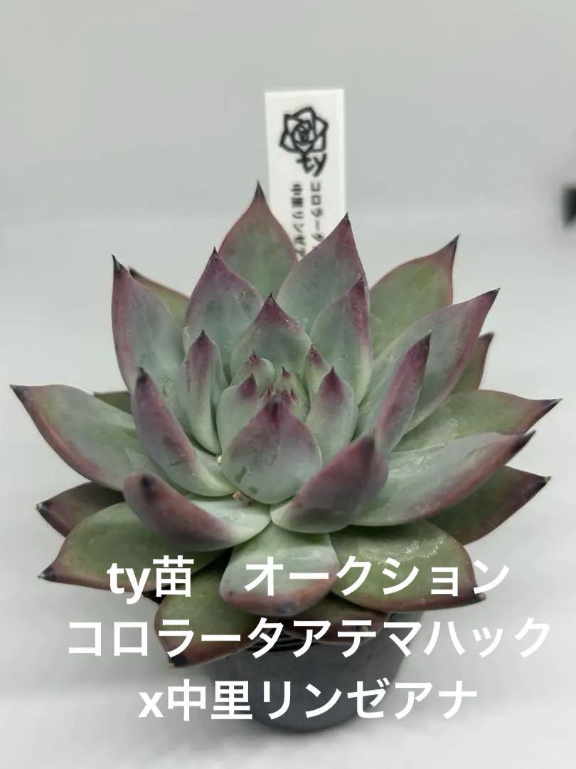 【SALE／60%OFF】 オークション！TY 美苗 大苗 コロラータアテマハックx中里 エケベリア・セダム