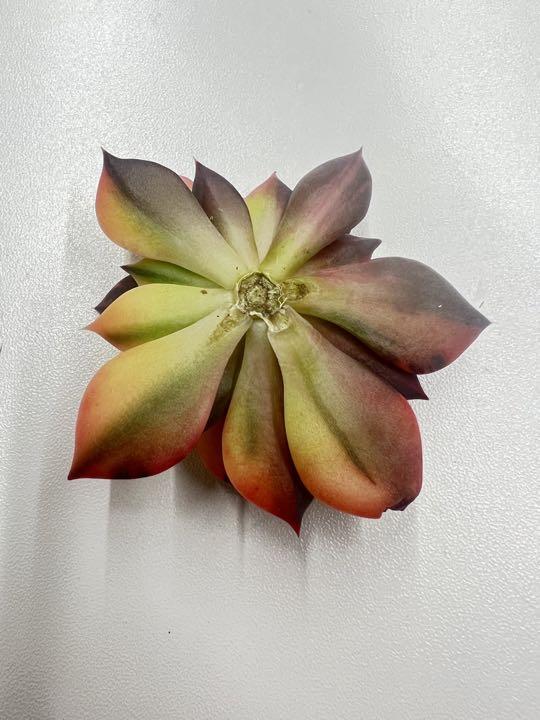 多肉植物 ブラックプリンス錦4